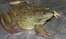 娱乐吃瓜酱牛蛙,揭秘娱乐圈那些鲜为人知的幕后故事